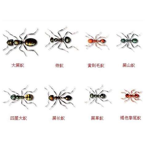 面相嘴型種類 家裡有很多螞蟻